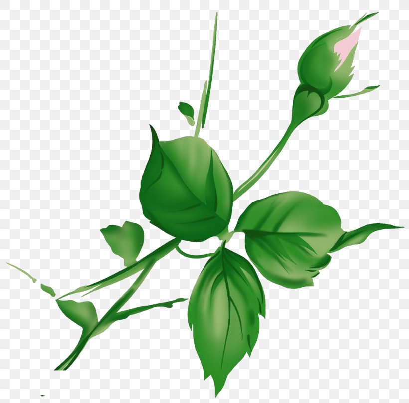 Leaf Green, PNG, 1024x1010px, Leaf, Branch, Bud, Flora, Flower Download Free