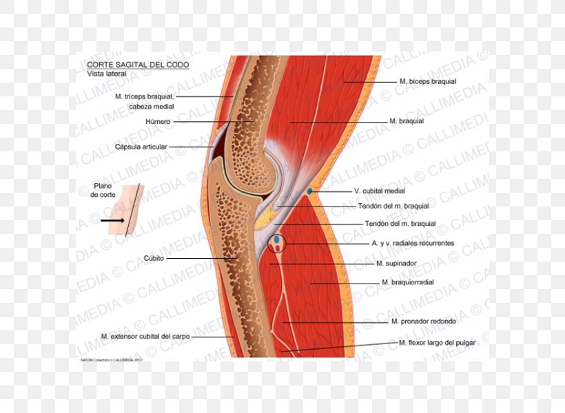 Pronator Teres Muscle Elbow Sagittal Plane Anatomy, PNG, 600x600px, Watercolor, Cartoon, Flower, Frame, Heart Download Free