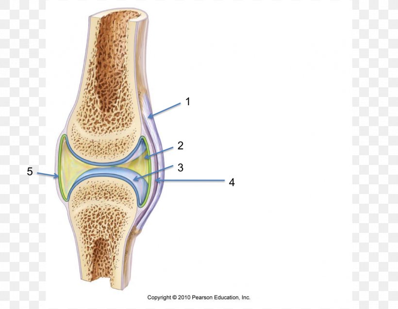 Synovial Joint Synovial Membrane Fibrous Joint Synovial Fluid, PNG, 1352x1051px, Synovial Joint, Amphiarthrosis, Anatomy, Bone, Connective Tissue Download Free