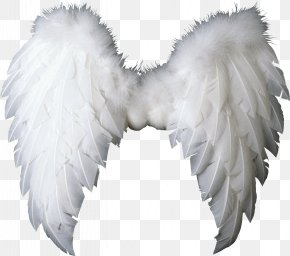 Angel Wings Images, Angel Wings Transparent PNG, Free download