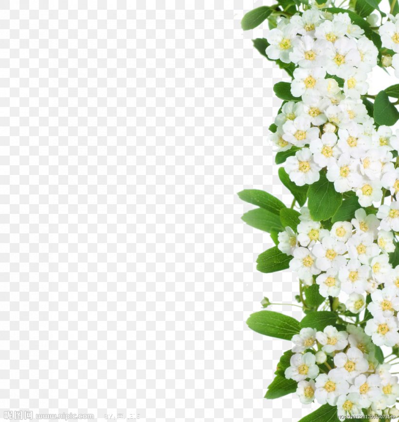 Cut Flowers, PNG, 967x1024px, Flower, Alyssum, Annual Plant, Blossom, Branch Download Free