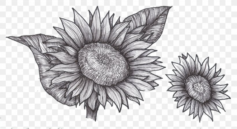 Drawing Common Sunflower Plant Sketch, PNG, 1000x547px, Drawing, Artwork, Black And White, Color, Common Sunflower Download Free