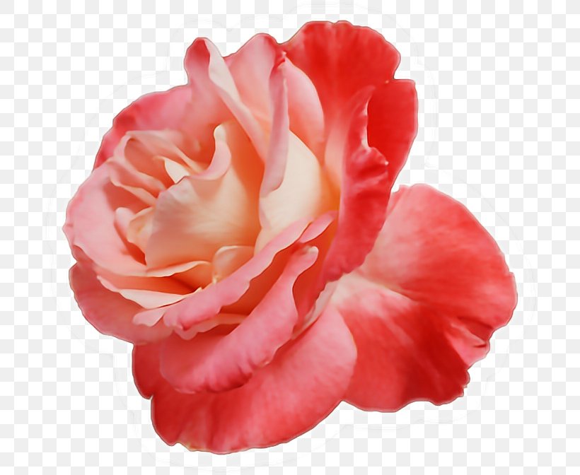 Garden Roses Centifolia Roses Floribunda Flower Red, PNG, 702x672px, Garden Roses, Begonia, Blue Rose, Camellia, Carnation Download Free