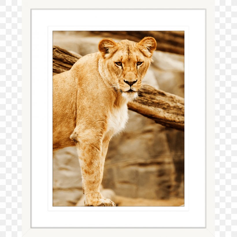 Lion Cat Al Wabra Wildlife Preserve Photography, PNG, 1000x1000px, Lion, Animal, Basabizitza, Big Cats, Carnivoran Download Free