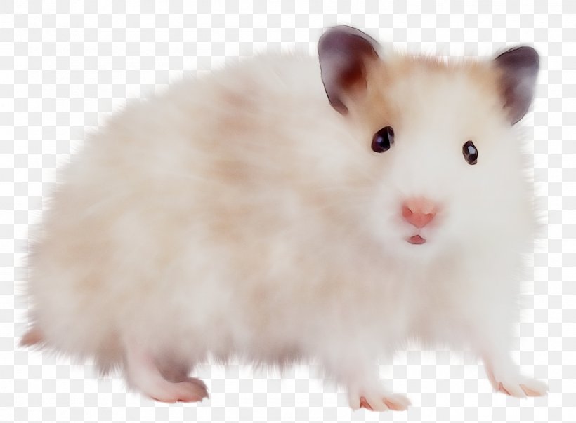 Mus Hamster Rodent Computer Mouse Brown Rat, PNG, 1483x1091px, Mus, Beige, Brown Rat, Cat, Computer Mouse Download Free