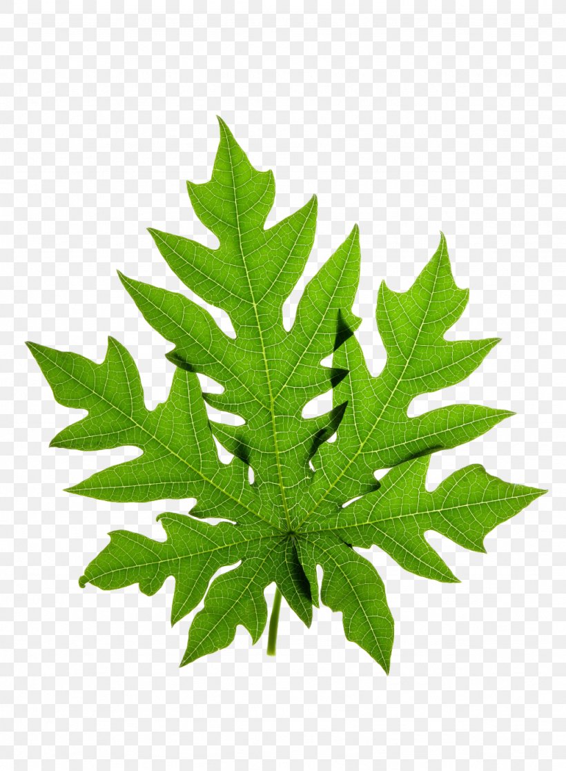 Papaya Leaf Stock Photography Clip Art, PNG, 1024x1396px, Papaya, Leaf, Maple Leaf, Papaya Leaf, Plant Download Free