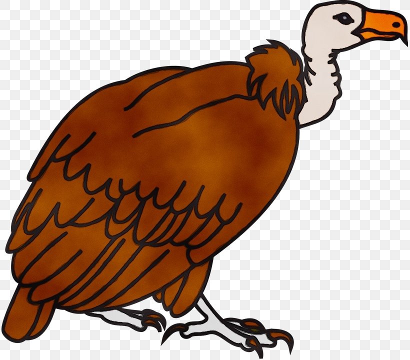 Turkey Vulture Bird Black Vulture Buzzard, PNG, 813x720px, Watercolor, Beak, Bird, Black Vulture, Buzzard Download Free