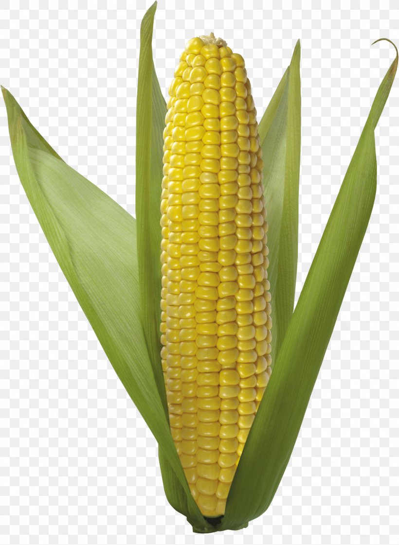 Corn On The Cob Popcorn Sweet Corn Flint Corn Corncob, PNG, 2315x3167px, Flint Corn, Commodity, Corn Kernels, Corn On The Cob, Dent Corn Download Free