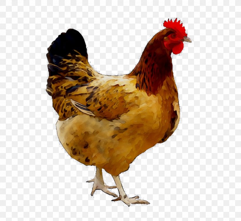 Anjani Natu Kodi Chicken Center Natukodi Poultry Food, PNG, 1158x1061px, Chicken, Beak, Bird, Chicken As Food, Chicken Meat Download Free