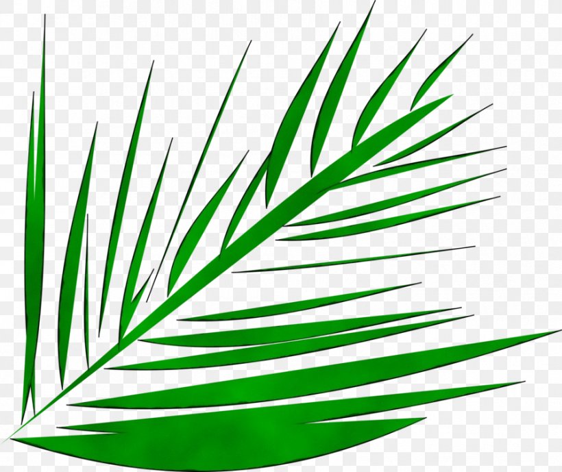 Palm Tree Leaf, PNG, 892x750px, Watercolor, American Larch, Arecales, Botany, Chamaedorea Download Free