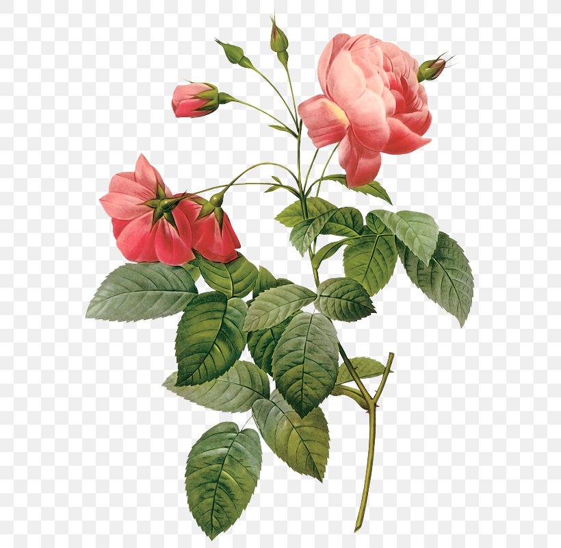 Stock Photography Flower Rose Clip Art, PNG, 590x800px, Stock Photography, Art, Branch, Cut Flowers, Flower Download Free