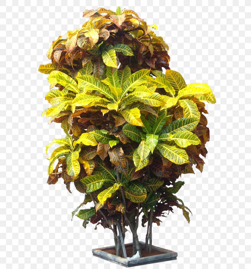 Tree Garden Croton Jackfruit Crotons Plant, PNG, 600x878px, Tree, Codiaeum, Crotons, Flowerpot, Garden Croton Download Free