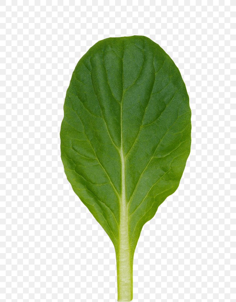 Chard Spring Greens Tatsoi Leaf, PNG, 580x1050px, Chard, Bok Choi, Chinese Cabbage, Collard Greens, Greens Download Free
