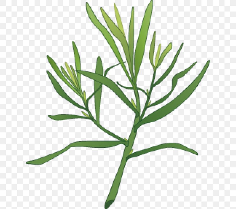 Clip Art Pickled Cucumber Dill Herb Plants, PNG, 640x726px, Pickled Cucumber, Commodity, Common Sage, Dill, Fennel Download Free