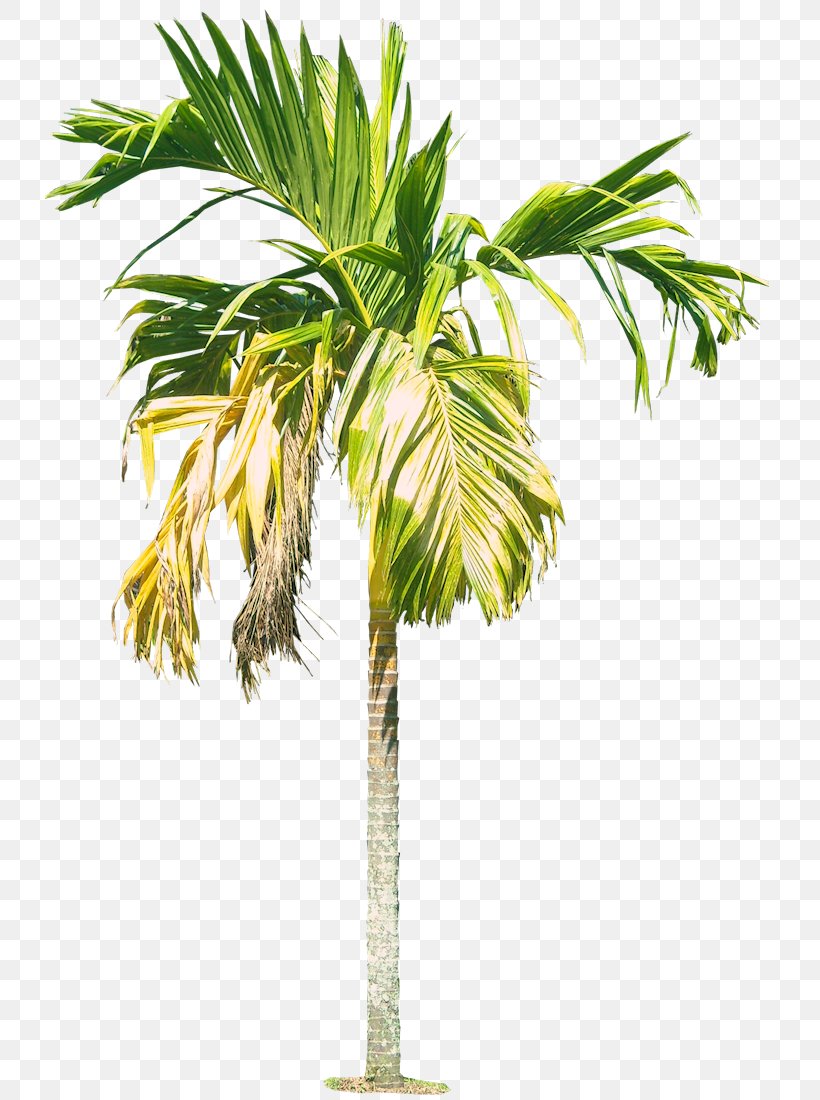 Cyrtostachys Renda Areca Palm Arecaceae Rhapis, PNG, 729x1100px, Cyrtostachys Renda, Areca Palm, Arecaceae, Arecales, Borassus Flabellifer Download Free