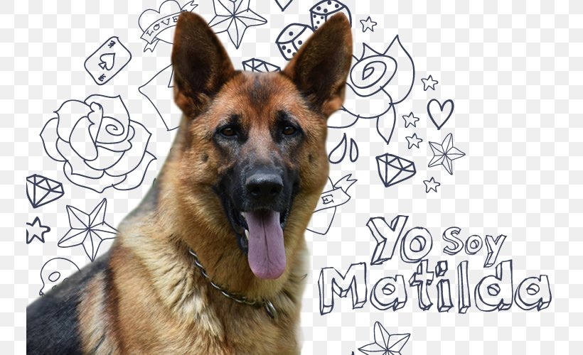 Old German Shepherd Dog King Shepherd Kunming Wolfdog Dog Breed, PNG, 745x500px, Old German Shepherd Dog, Breed, Carnivoran, Dog, Dog Breed Download Free