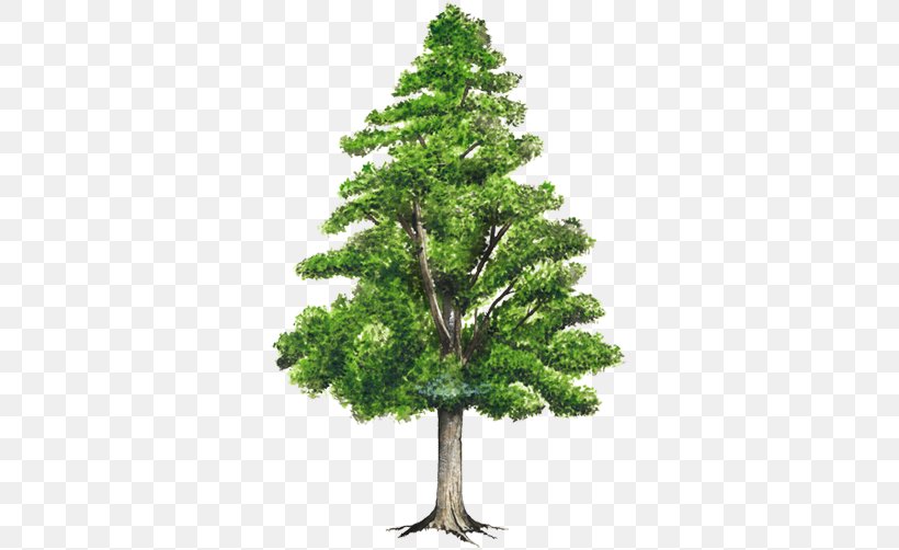 Pine Honduras Weeping Fig Spruce Tree, PNG, 750x502px, Pine, Biome, Bonsai, Branch, Cedar Download Free