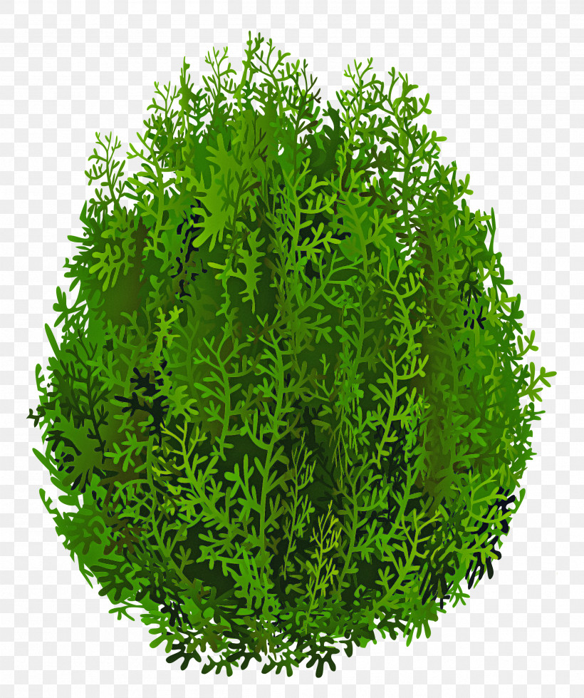 Aquarium Decor Plant Green Grass Leaf, PNG, 2511x3000px, Aquarium Decor, Flower, Grass, Green, Herb Download Free