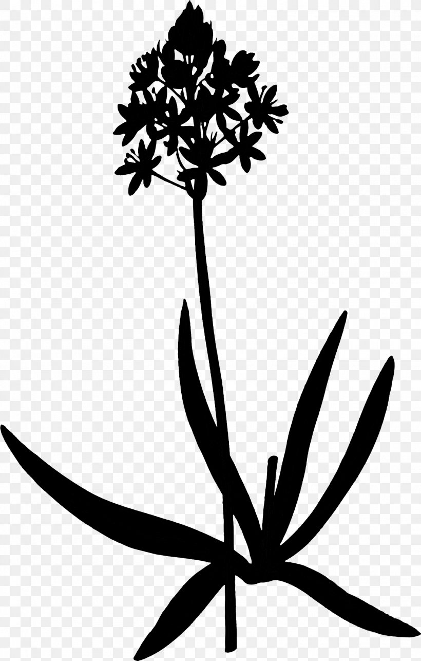 Clip Art Flower Plant Stem Leaf Silhouette, PNG, 1515x2376px, Flower, Blackandwhite, Botany, Branching, Flowering Plant Download Free