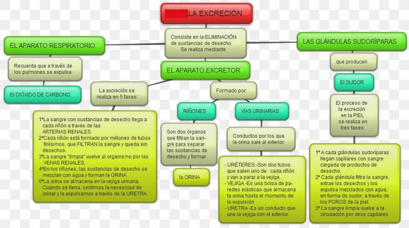 Excretion Breathing Respiración Y Circulación Sanguínea De Los Mamíferos Video, PNG, 991x553px, Excretion, Brand, Breathing, Diagram, Excretory System Download Free