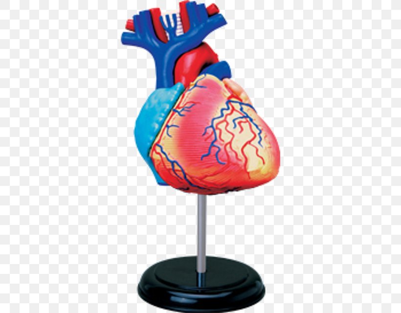 Human Anatomy Human Body Heart Human Skeleton, PNG, 640x640px, Watercolor, Cartoon, Flower, Frame, Heart Download Free