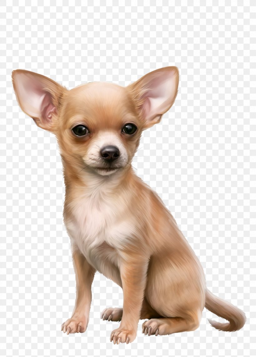 Chihuahua Russkiy Toy English Toy Terrier Puppy Dog Breed Png 859x1200px Chihuahua Carnivoran Companion Dog Dog