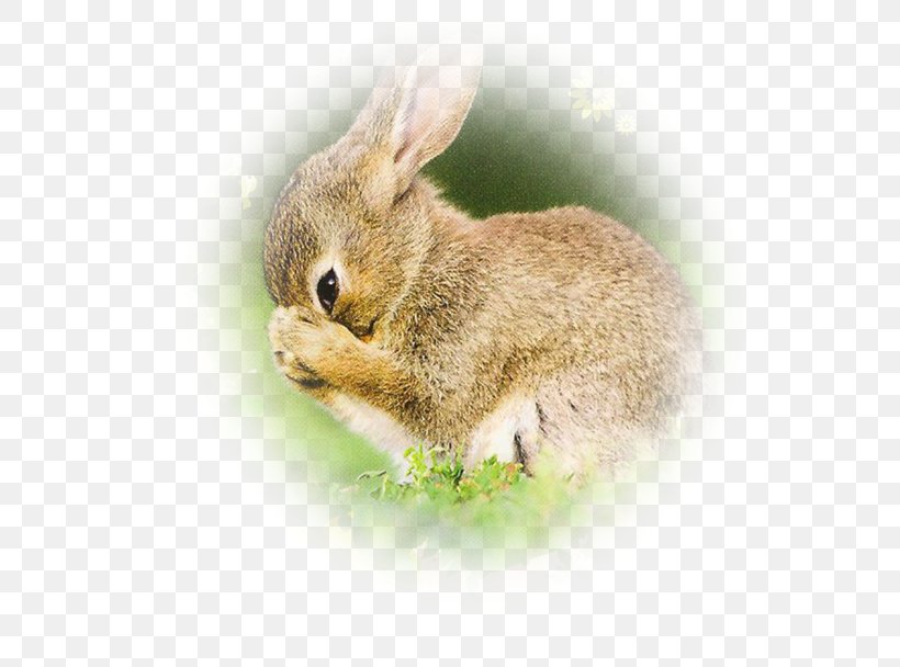 Domestic Rabbit Easter Bunny Hare, PNG, 599x608px, Domestic Rabbit, Blog, Drawing, Easter, Easter Bunny Download Free