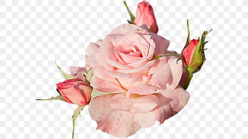 Garden Roses Rose Garden Flower, PNG, 586x460px, Rose, Blossom, Color, Cut Flowers, Floral Design Download Free