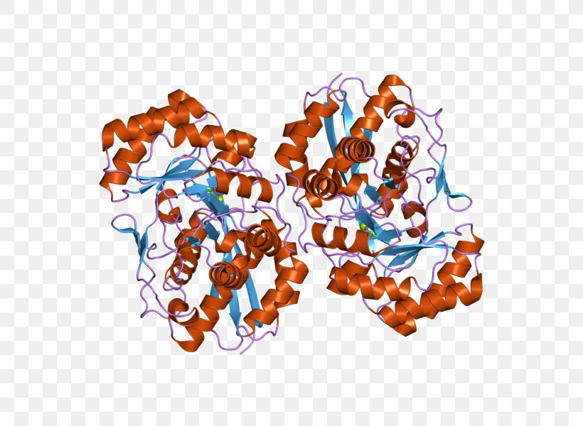 Hexosaminidase HEXB Enzyme Tay–Sachs Disease Lysosome, PNG, 800x600px, Hexosaminidase, Art, Beta, Enzyme, Gene Download Free