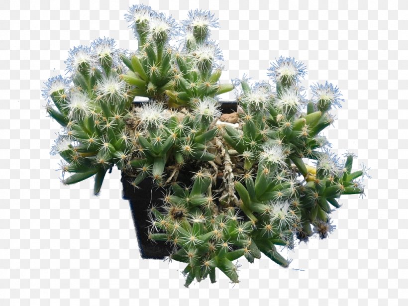 Pleiospilos Nelii Embryophyta Desert Rose Living Stone Succulent Plant, PNG, 1024x768px, Embryophyta, Astrophytum, Cactaceae, Cactus, Conifer Download Free