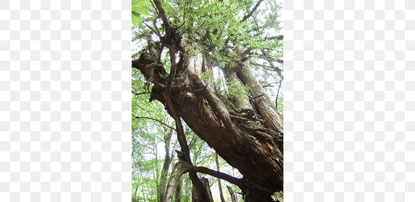 Yakushima Shiratani Onsen Rainforest Ryokan, PNG, 640x400px, Yakushima, Branch, Fauna, Flora, Forest Download Free