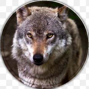 Puppy - Coyote Siberian Husky African Wild Dog Alaskan Klee Kai Dog Breed PNG