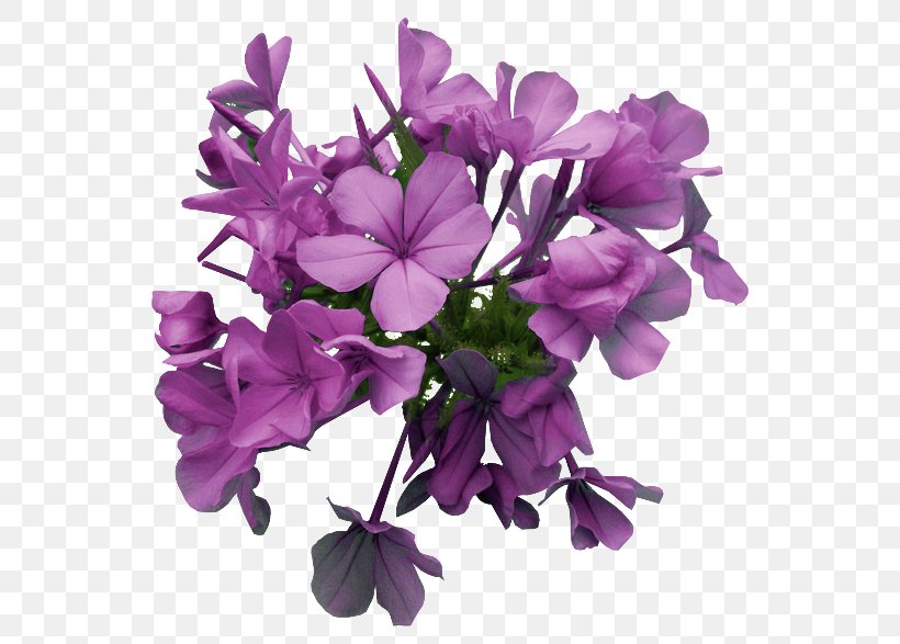 Cut Flowers Petal, PNG, 550x587px, Cut Flowers, Carnation, Flower, Flowering Plant, Herbaceous Plant Download Free