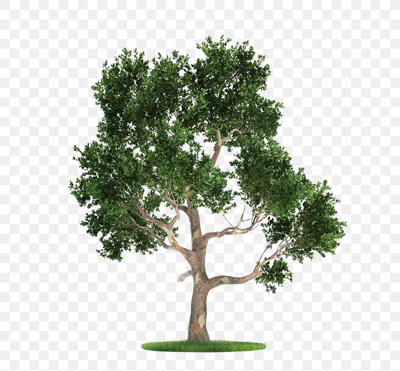 Plant Gum Trees Wavefront .obj File Pine, PNG, 762x762px, 3d Computer Graphics, 3d Modeling, Plant, Alder, Arborvitae Download Free