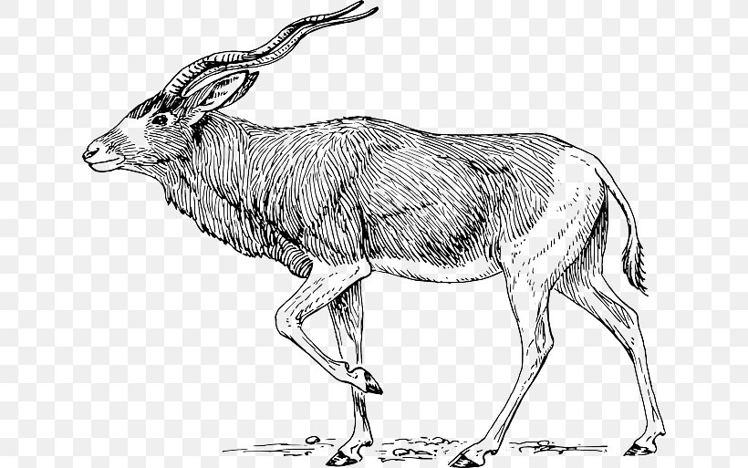 Addax Download Clip Art, PNG, 640x513px, Addax, Animal Figure, Antelope, Artwork, Black And White Download Free