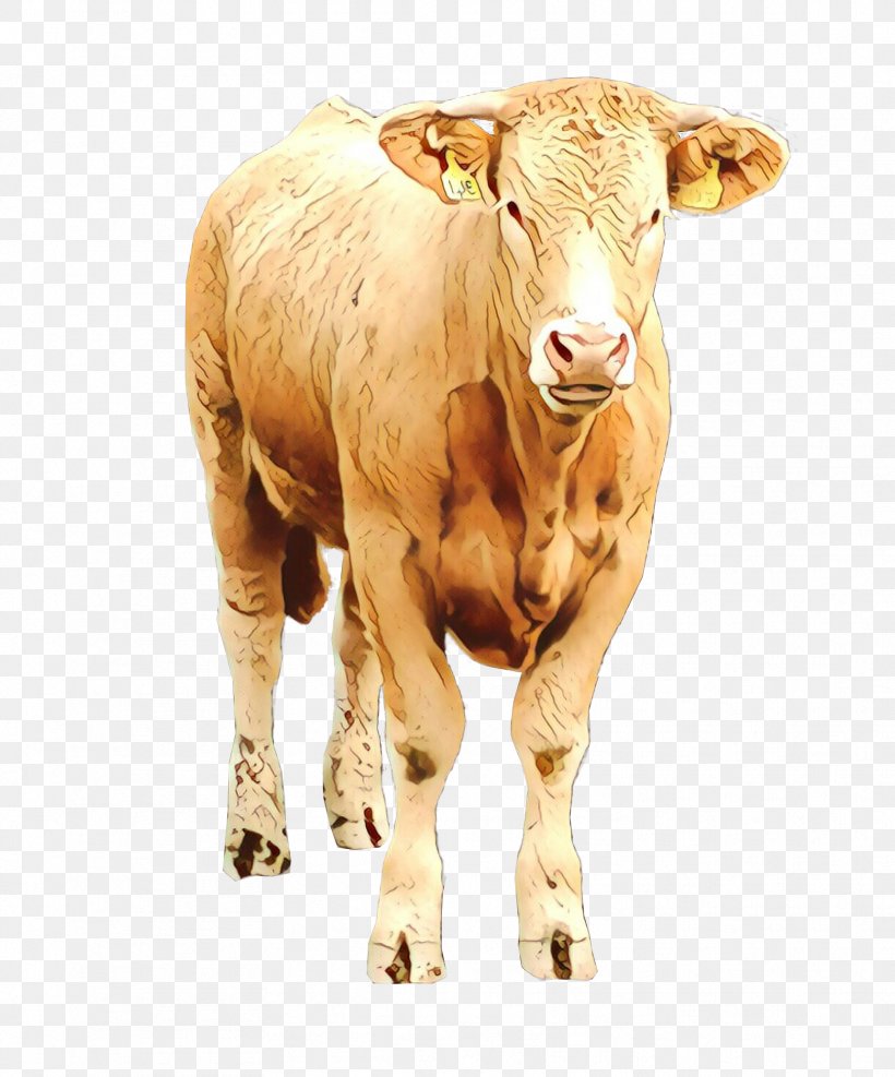 Bovine Horn Calf Livestock Cow-goat Family, PNG, 1721x2073px, Cartoon, Animal Figure, Bovine, Bull, Calf Download Free