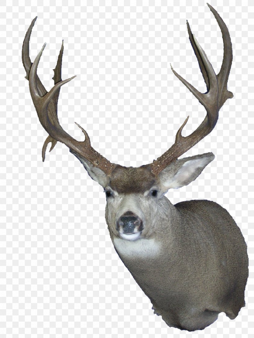 Elk White-tailed Deer Trophy Hunting Reindeer, PNG, 1000x1333px, Elk, Antler, Biggame Hunting, Deer, Fauna Download Free