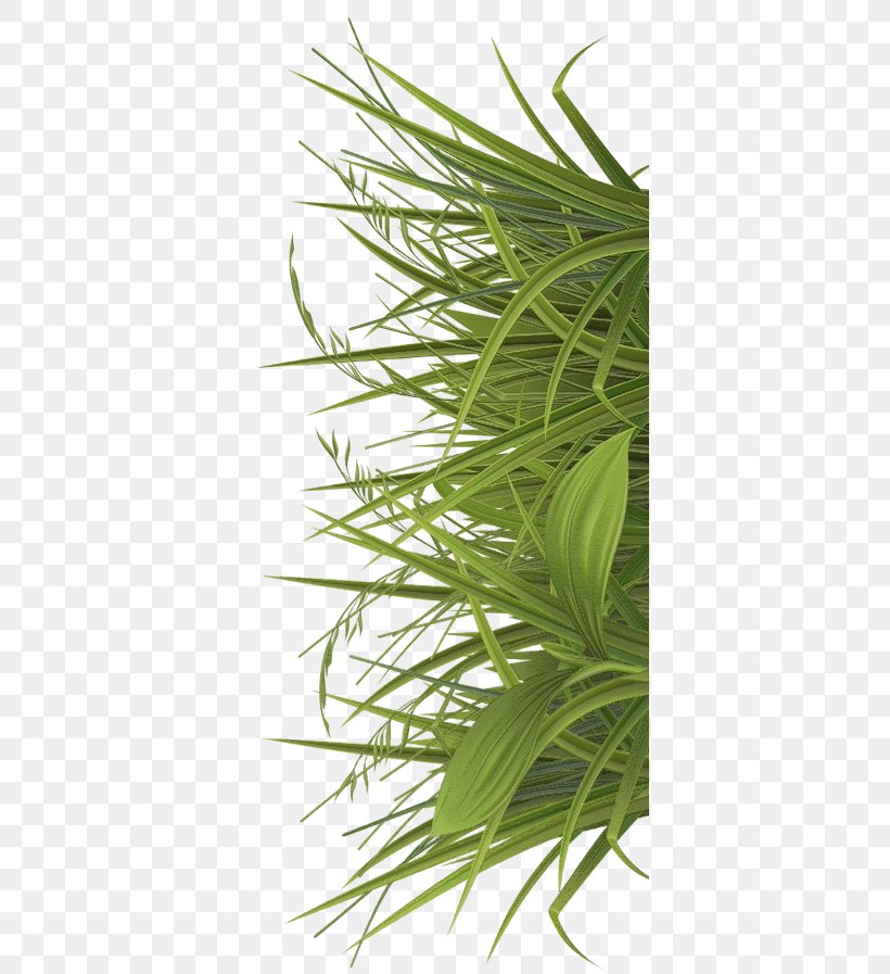 Jamu Betel Sweet Grass Paan Herb, PNG, 377x897px, Jamu, Betel, Grass, Grass Family, Health Download Free