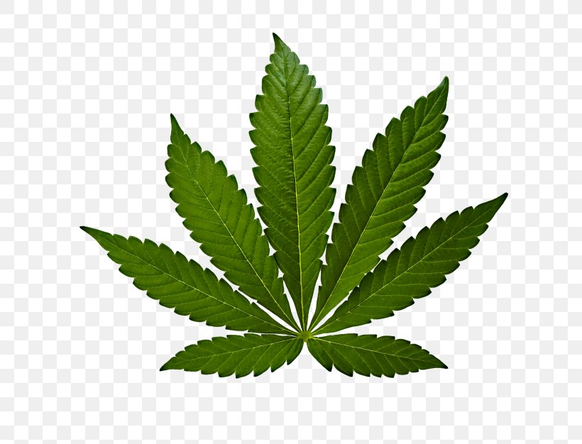 Marijuana Cannabis Sativa Cannabis Ruderalis Medical Cannabis, PNG, 626x626px, Marijuana, Cannabis, Cannabis Ruderalis, Cannabis Sativa, Cannabis Smoking Download Free