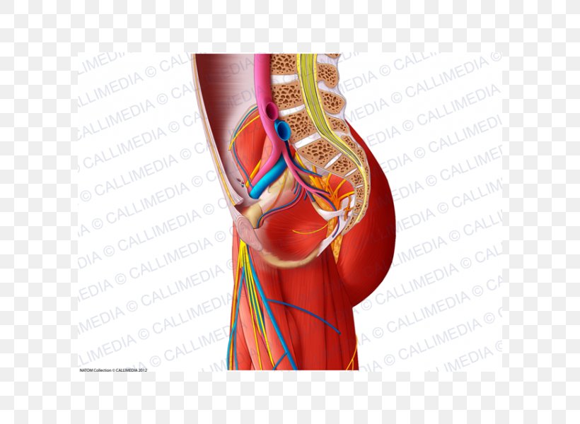 Shoulder Blood Vessel Muscle Nervous System Nerve, PNG, 600x600px, Watercolor, Cartoon, Flower, Frame, Heart Download Free