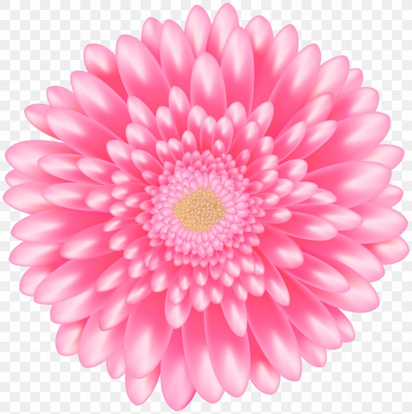 Transvaal Daisy Flower Clip Art, PNG, 4970x5000px, Transvaal Daisy, Art, Aster, Chrysanths, Cut Flowers Download Free