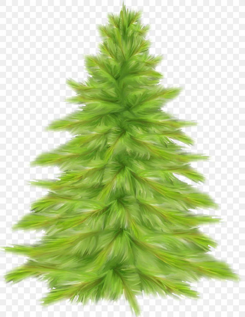Christmas Tree Fir Spruce, PNG, 1581x2043px, Tree, Christmas Decoration, Christmas Ornament, Christmas Tree, Conifer Download Free