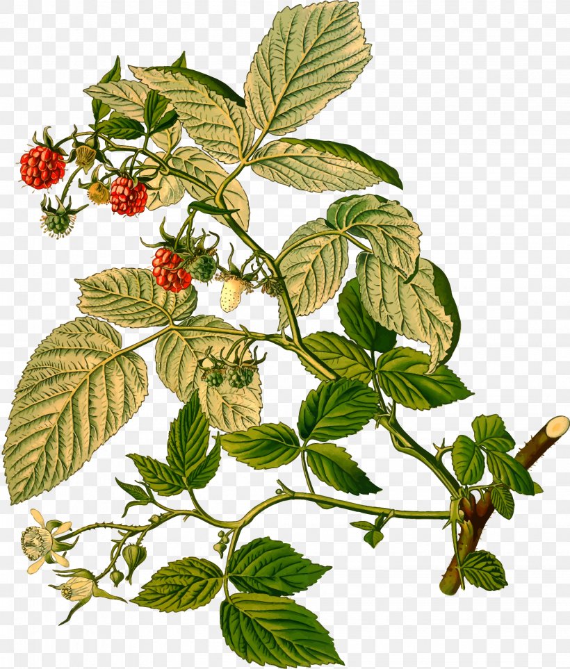 Rubus Strigosus Red Raspberry Leaf, PNG, 2042x2400px, Rubus, Berry, Black Raspberry, Blackberry, Branch Download Free
