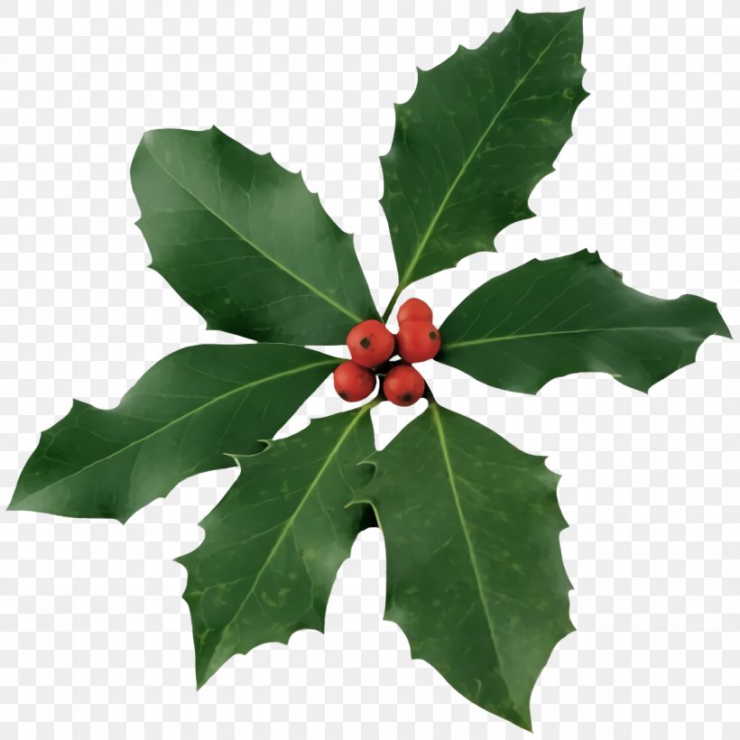 Christmas Holly Ilex Holly, PNG, 1300x1300px, Christmas Holly, American Holly, Christmas, Flower, Holly Download Free