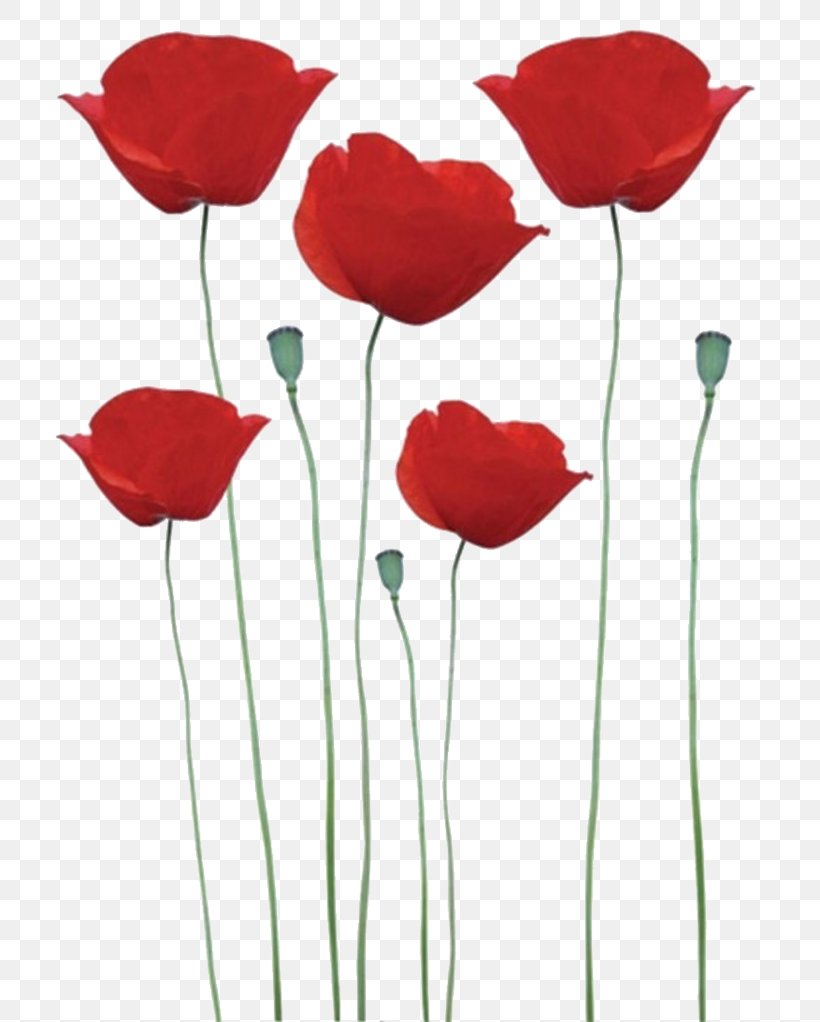 Common Poppy Remembrance Poppy Sticker Flower, PNG, 748x1022px, Poppy, Artificial Flower, Common Poppy, Coquelicot, Cut Flowers Download Free