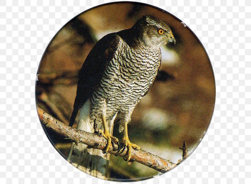 Northern Goshawk Bird Of Prey Owl, PNG, 600x600px, Hawk, Andean Condor, Beak, Bird, Bird Of Prey Download Free