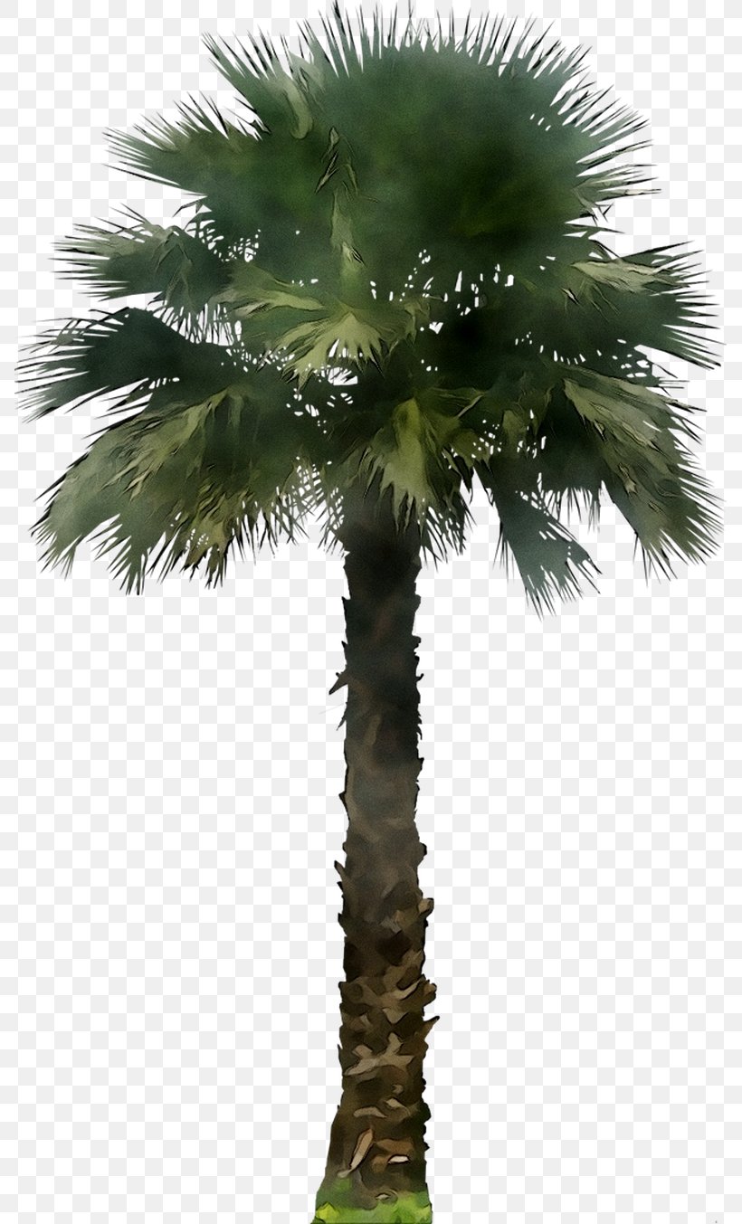 Palm Trees Clip Art Kentia Palm Washingtonia Palm, PNG, 787x1353px, Palm Trees, Adonidia Merrillii, Arecales, Attalea Speciosa, Borassus Flabellifer Download Free