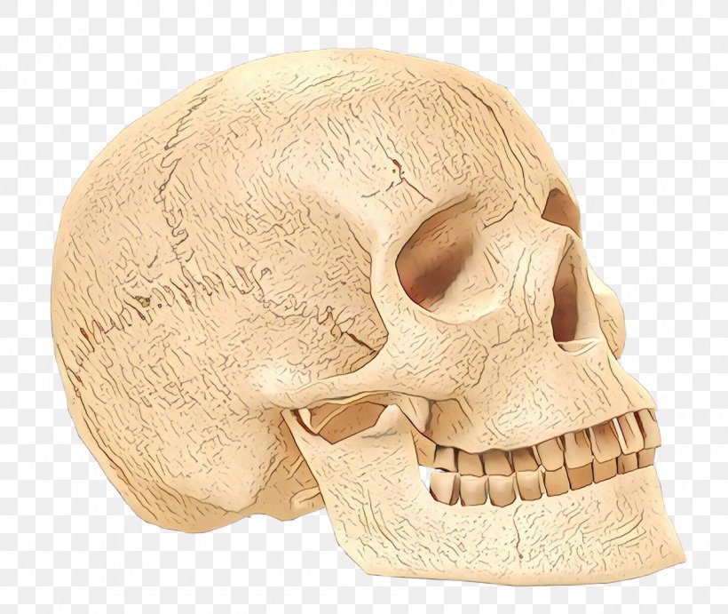 Skull Bone Head Jaw Chin, PNG, 1280x1080px, Skull, Beige, Bone, Chin, Ear Download Free