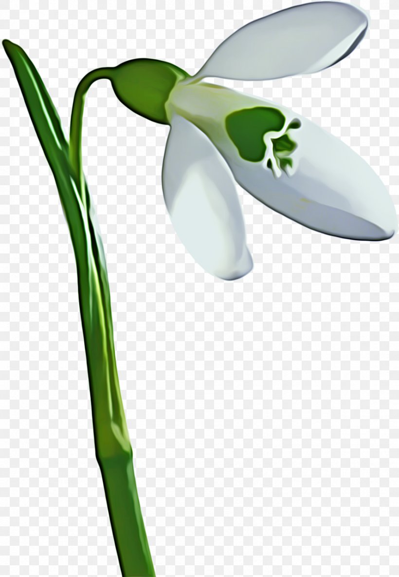 Summer Flower Background, PNG, 886x1280px, Snowdrop, Amaryllis Family, Botany, Flower, Flowering Plant Download Free