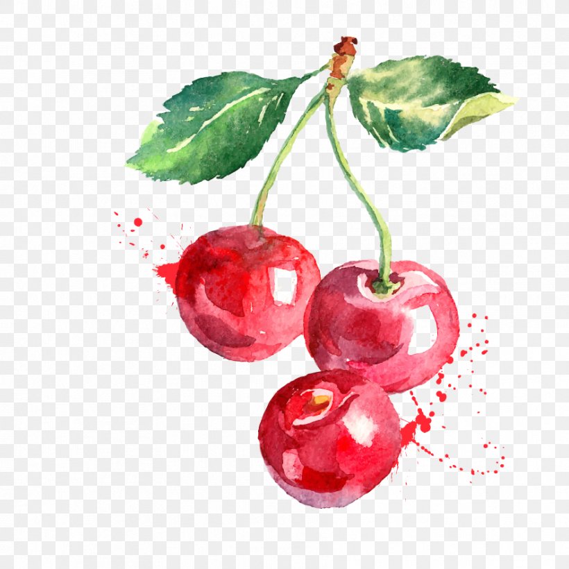 Watercolor Painting Vector Graphics Cherry Drawing Berry, PNG, 886x886px, Watercolor Painting, Berry, Cherry, Cranberry, Drawing Download Free